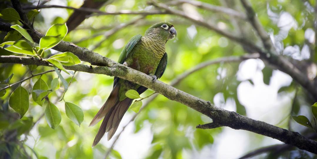 You are currently viewing Maroon-Bellied Conure — Руководство по личности, еде и уходу