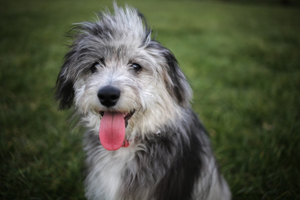 You are currently viewing Миниатюрная порода собак Aussiedoodle: фото, информация, уход и многое другое!