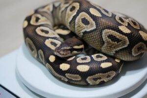 Read more about the article Mojave и Mystic Potion Ball Python Morphs: факты, изображения, внешний вид и руководство по уходу