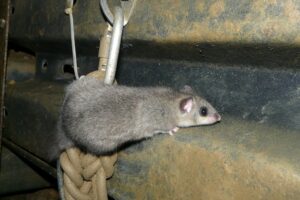Read more about the article Как часто мыши писают в дикой природе и как домашние животные?  Что тебе нужно знать!