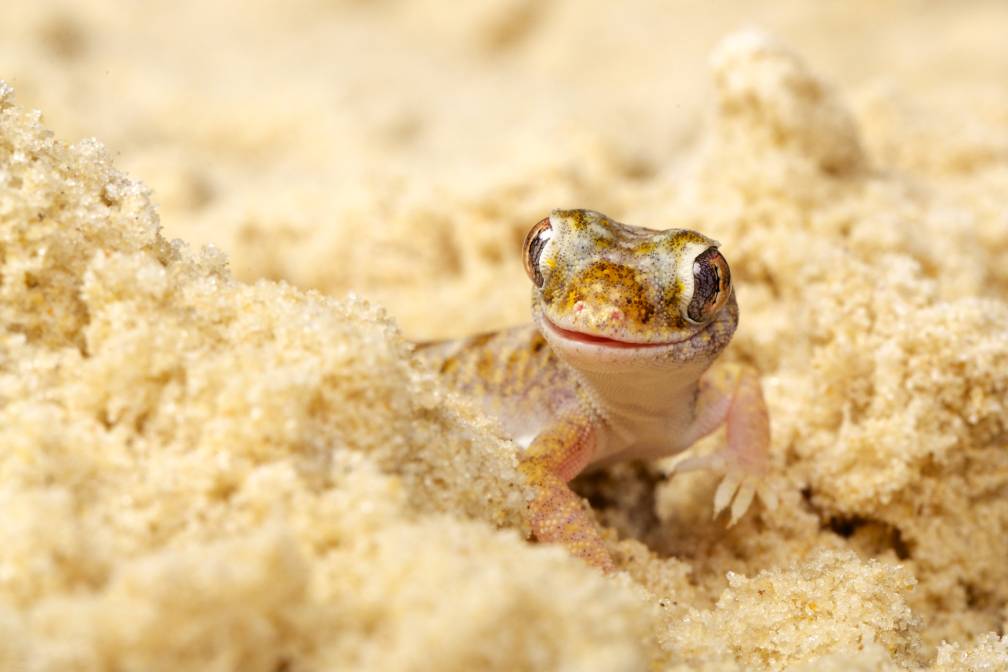 You are currently viewing Namib Sand Gecko: инструкция по уходу, срок службы и многое другое (с иллюстрациями)