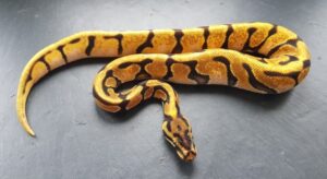 Read more about the article Orange Dream Ball Python Morph: факты, руководство по внешнему виду и уходу (с иллюстрациями)