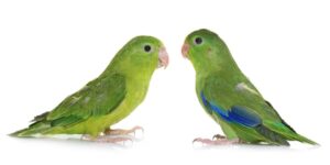 Read more about the article Почему самцы птиц более красочны, чем самки?  (Факты и часто задаваемые вопросы)