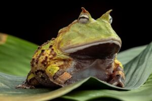 Read more about the article Pacman Frog: инструкция по уходу, срок службы и многое другое (с иллюстрациями)