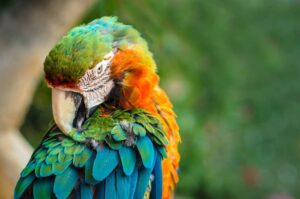 Read more about the article Почему попугаи качают головой?