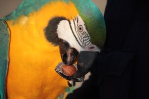 Read more about the article Можно ли попугаям есть миндаль?  Что тебе нужно знать!