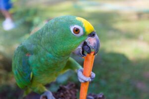 Read more about the article Можно ли попугаям есть морковь?  Что тебе нужно знать!