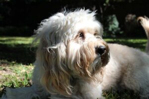 Read more about the article Petite Goldendoodle Dog Breed: изображения, полное руководство, информация, уход и многое другое!