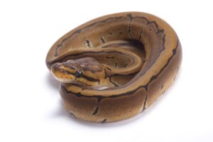 Read more about the article Pinstripe Ball Python Morph: факты, информация и руководство по уходу (с иллюстрациями)