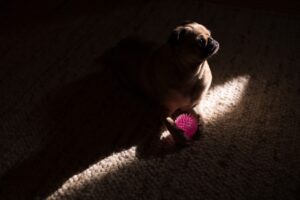 Read more about the article Как найти мочу собаки без фонарика — 8 возможных способов