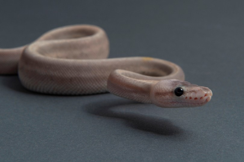 You are currently viewing Purple Passion Ball Python Morph: особенности, история и уход (с иллюстрациями)