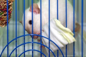 Read more about the article Можно ли крысам есть капусту?  Что тебе нужно знать!