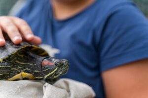 Read more about the article Как безопасно очистить панцирь и кожу черепахи: 5 шагов, одобренных ветеринаром