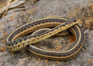 Read more about the article Являются ли подвязочные змеи хорошими домашними животными?  (Честный ответ)
