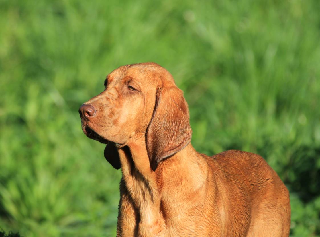 You are currently viewing Redbone Coonhound: руководство по породе, информация, фотографии, уход и многое другое!