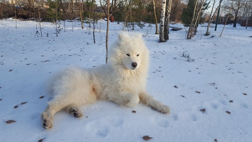 Самоед в снегу