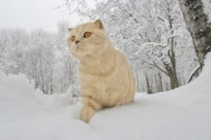 Read more about the article Информация о породе шотландских вислоухих кошек: фотографии, темперамент и черты