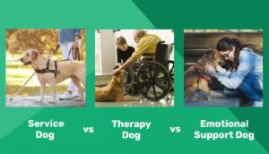 Read more about the article Служебная собака против собаки-терапевта против собаки эмоциональной поддержки: в чем разница?