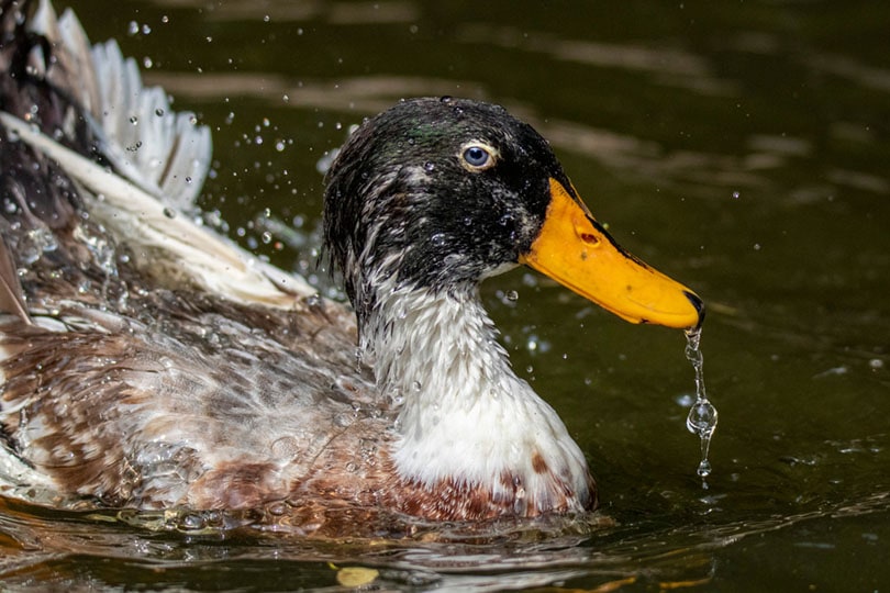 Read more about the article Silver Appleyard Duck: изображения, информация, особенности и руководство по уходу