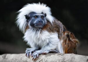 Read more about the article Делают ли тамаринские обезьяны хороших домашних животных?
