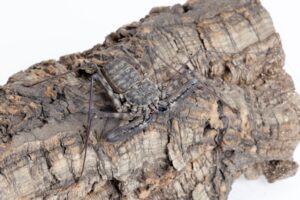Read more about the article Танзанийские бесхвостые скорпионы — хорошие домашние животные?