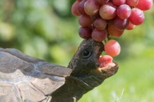 Read more about the article Могут ли черепахи есть виноград и изюм?  Что тебе нужно знать!