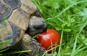 Read more about the article Могут ли черепахи есть помидоры?  Что тебе нужно знать!