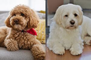 Read more about the article Shmoodle (Mal-Shi & Toy Poodle Mix): руководство, информация, фотографии, уход и многое другое!