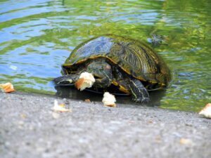 Read more about the article Могут ли черепахи есть хлеб?  Что тебе нужно знать!