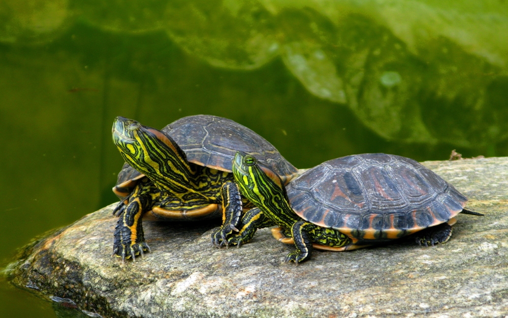 Read more about the article Что едят черепахи в пруду?  9 растений, которые они любят есть