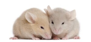 Read more about the article Сколько детенышей у мышей в помете?  Все, что Вам нужно знать!