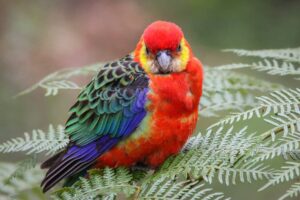 Read more about the article 17 видов красных попугаев (с иллюстрациями)