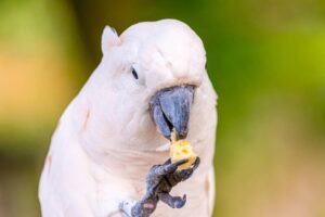 Read more about the article Можно ли попугаям есть сыр?  Что тебе нужно знать!