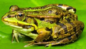 Read more about the article Что едят жабы в дикой природе и в качестве домашних животных?  (Обзор)