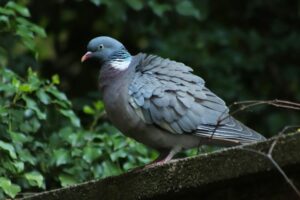 Read more about the article Что едят голуби и голуби в дикой природе и в качестве домашних животных?