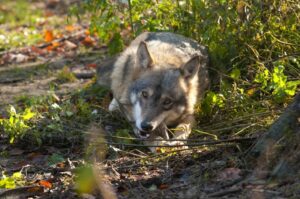Read more about the article Что едят волки?  (и как это соотносится с собаками?)