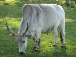Read more about the article Порода крупного рогатого скота зебу: факты, использование, происхождение и характеристики (с иллюстрациями)