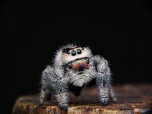 Read more about the article 6 видов пауков, найденных в Вашингтоне (с фотографиями)