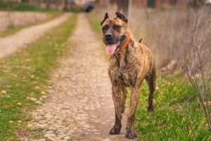 Read more about the article Информация о породе собак Alano Español: фотографии, уход, темперамент и черты