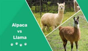 Read more about the article Альпака против ламы: в чем разница?  (с картинками)