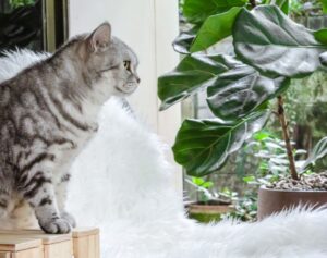 Read more about the article Являются ли фиги Fiddle Leaf токсичными для кошек?  Что тебе нужно знать!