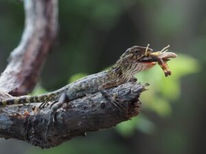 Read more about the article Что едят саламандры в дикой природе и в качестве домашних животных?