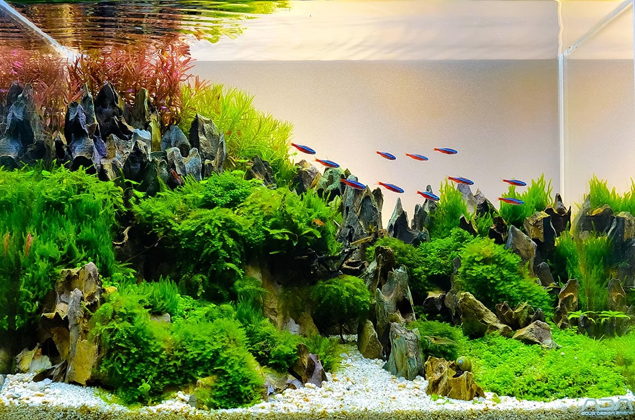 You are currently viewing 7 лучших аквариумных трав и растений для коврового покрытия в 2023 году — обзоры и лучший выбор