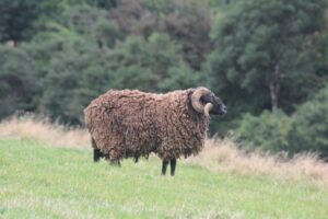 Read more about the article Есть ли у овец рога?  Это только самцы?
