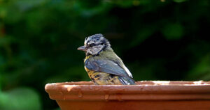 Read more about the article Безопасно ли мыло Dawn для птиц?  Эффективен ли он для очистки?