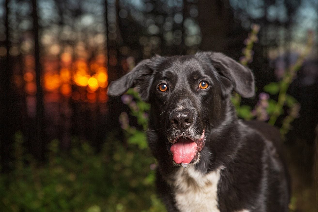 You are currently viewing Border Collie Lab Mix (Borador): фотографии, информация, руководство по уходу и особенности