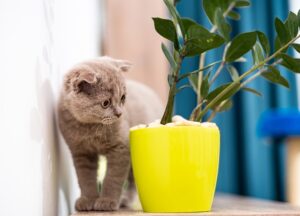 Read more about the article Как держать кошек подальше от комнатных растений (6 проверенных методов)