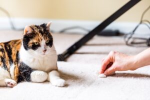 Read more about the article Кошки какают от злости?  Расшифровка поведения вашей кошки