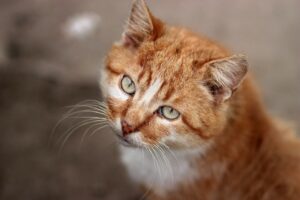 Read more about the article 10 оранжевых пород кошек, о которых вам нужно знать!  (с картинками)
