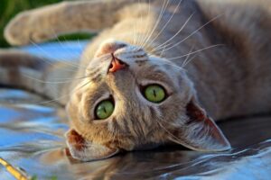 Read more about the article Болят ли кошки во время течки?  Что тебе нужно знать!